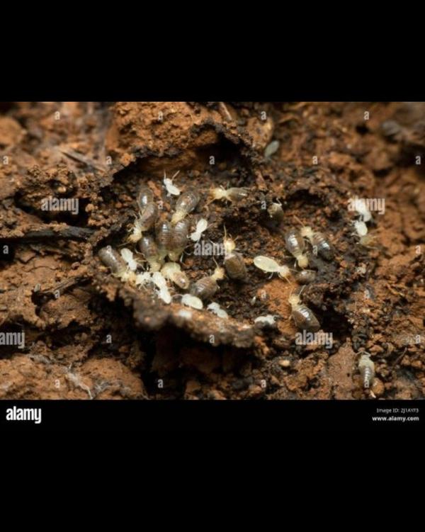 pest control services delhi