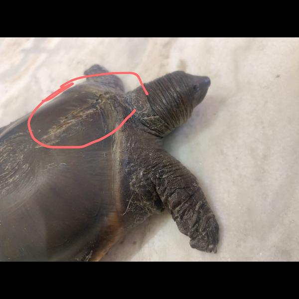 update image