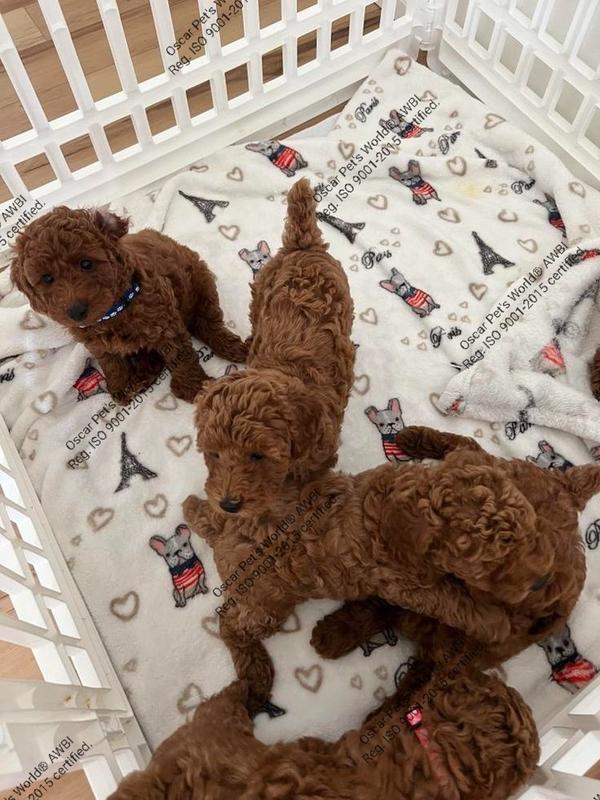 toypoodle