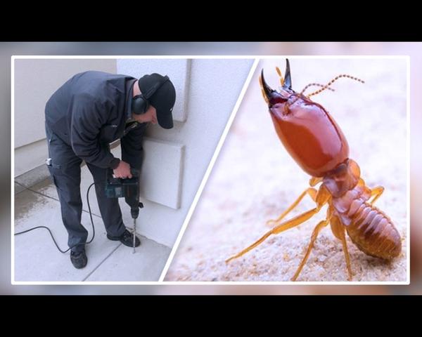 pest control in jasola
