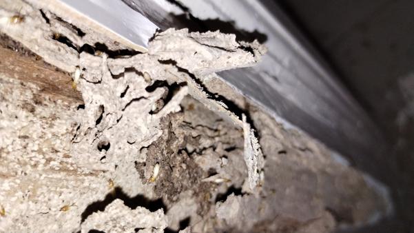 Termites damaged valuable furn