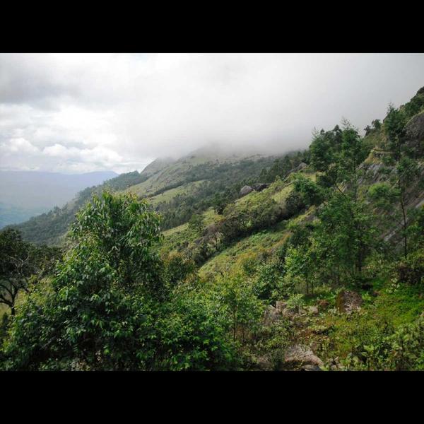 tea trail