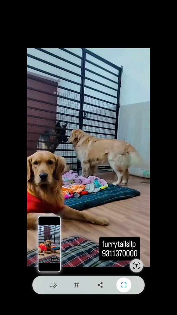 premium pet boarding