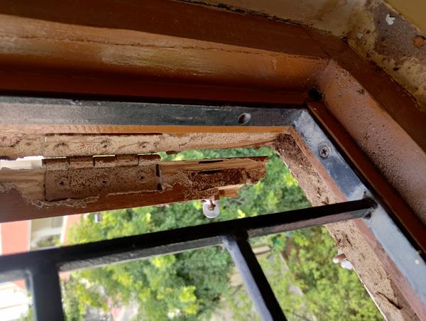 Termites damaged wooden window