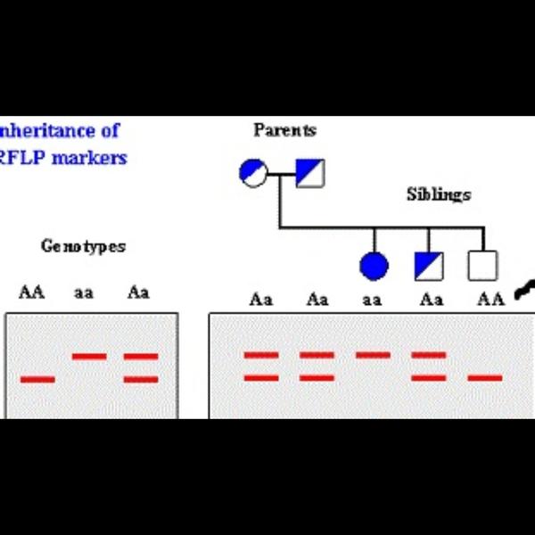 identifies variations