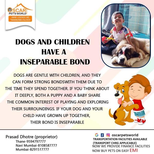 sale calangute puppies