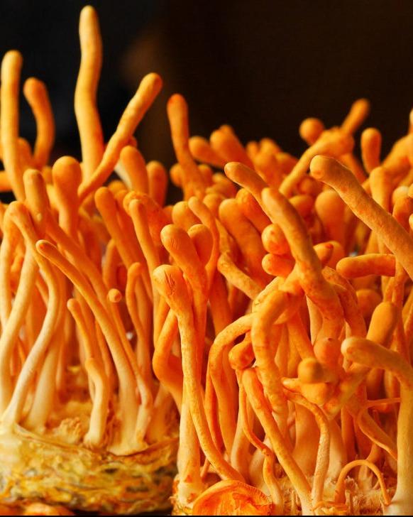 CORONA CORONA CORONA    