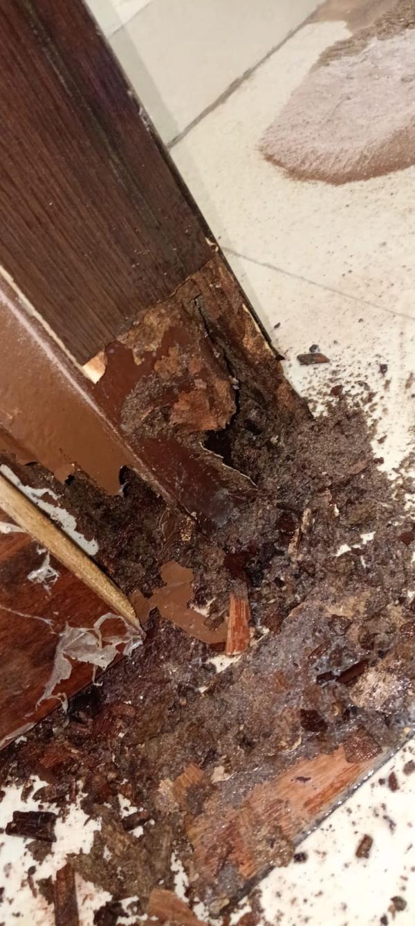 Termites eaten furniture Antit
