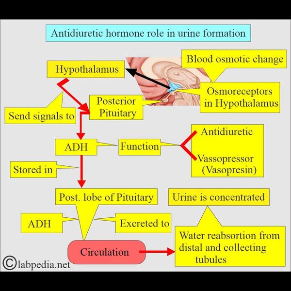 troponin t blood test for hear