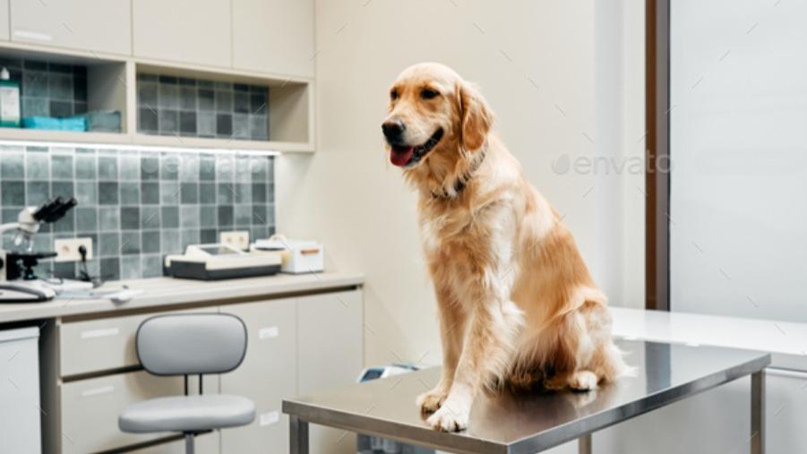 animal clinic hadapsar