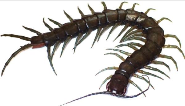 eradicate centipedes