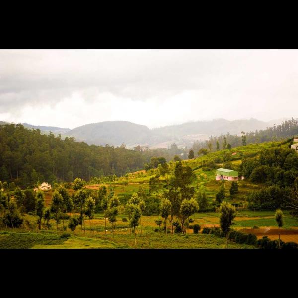 mudumalai wildlife sanctuary