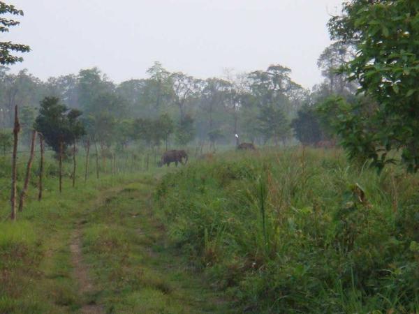 gorumara national park gorumar