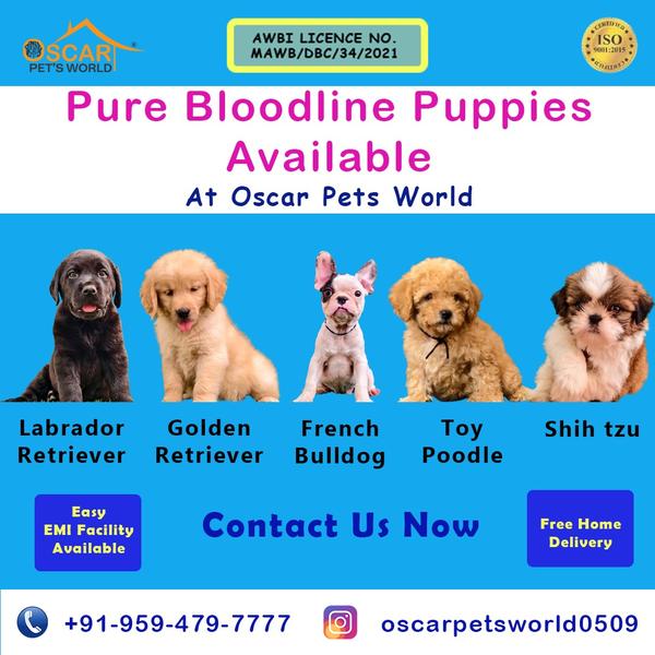 powai pet shop