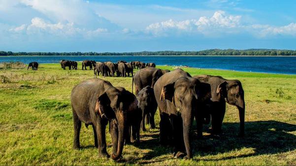 jaffna northern sri lanka trav