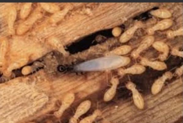 effective anti termite treatme