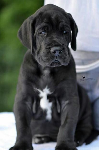 certified healthy puppy delive