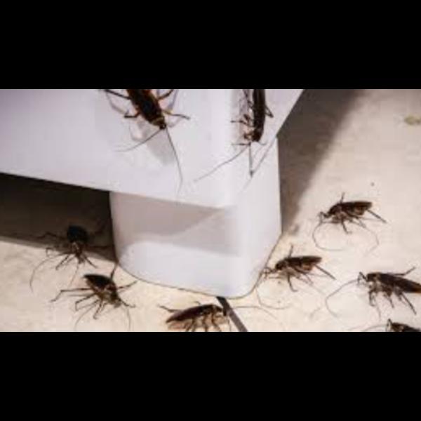 termite treatment pre and post