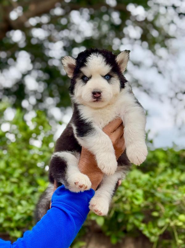 puppies for sale in ahmedabad