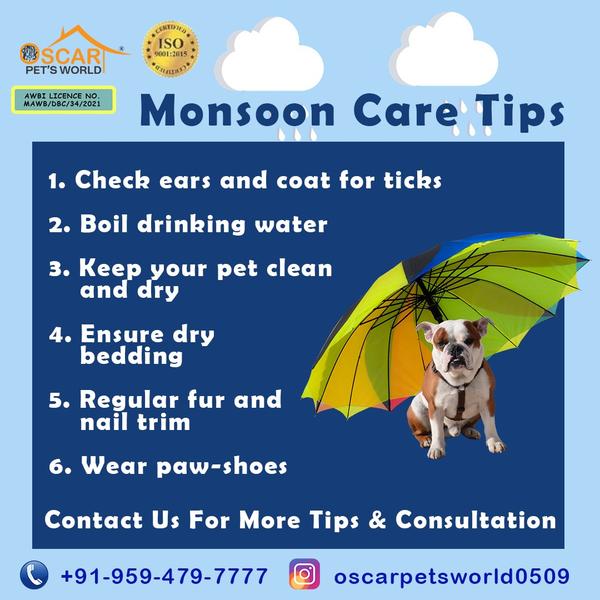 vashi pet shop