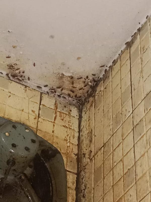 pest extermination mekkiricker