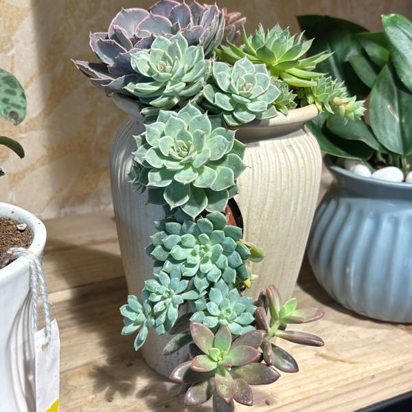 Exclusive planters  and plants