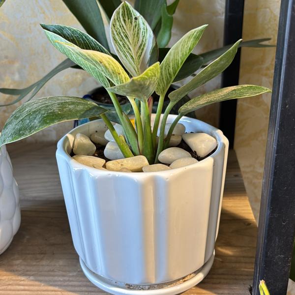 hand bouquet available in ranc