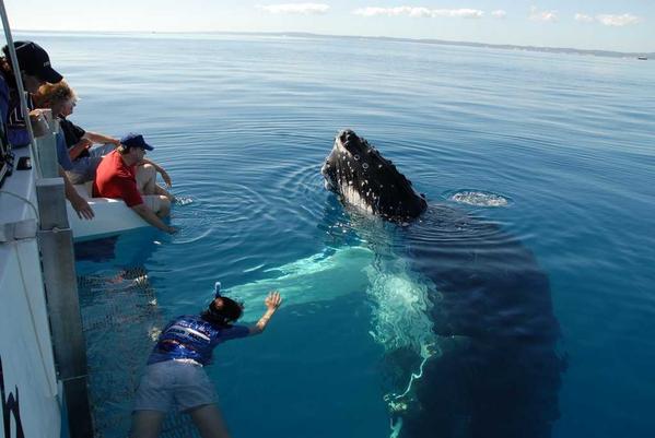 snorkelling enthusiasts