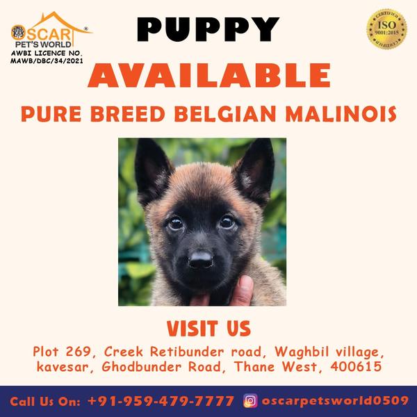 toypomforsale petparentsindia
