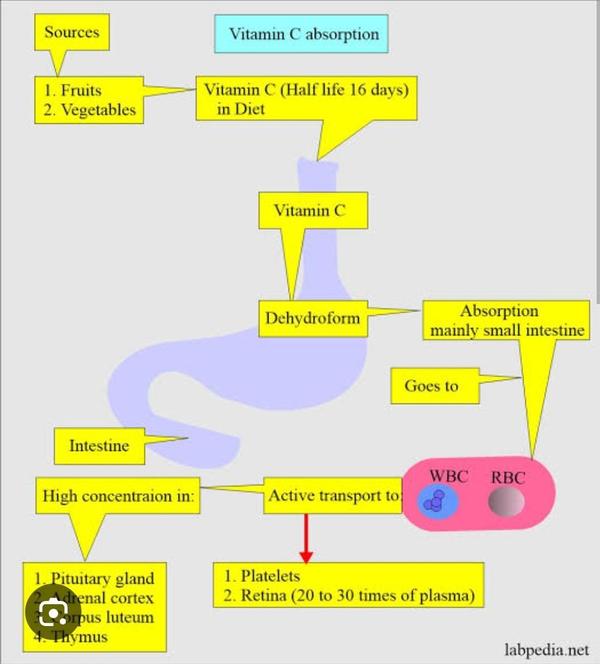 excess body fat