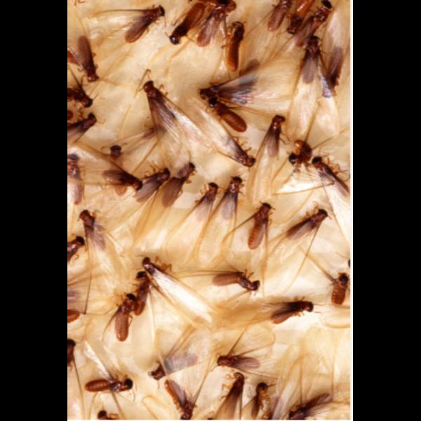 existing termite problem