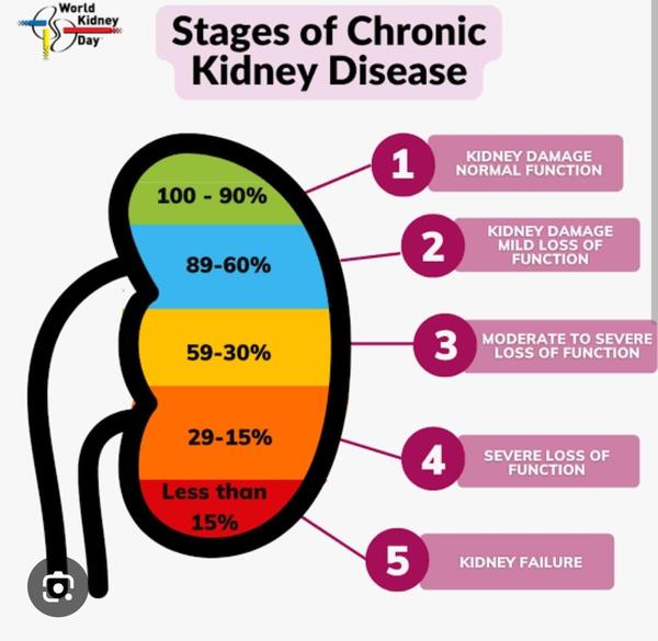 normal urine creatinine levels