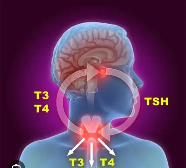 blood test for allergen detect