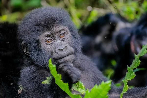 selous game reserve tanzania