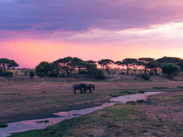 elephant safaris in chobe nati
