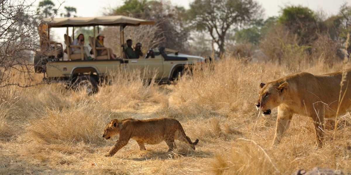 botswana wildlife safari tours