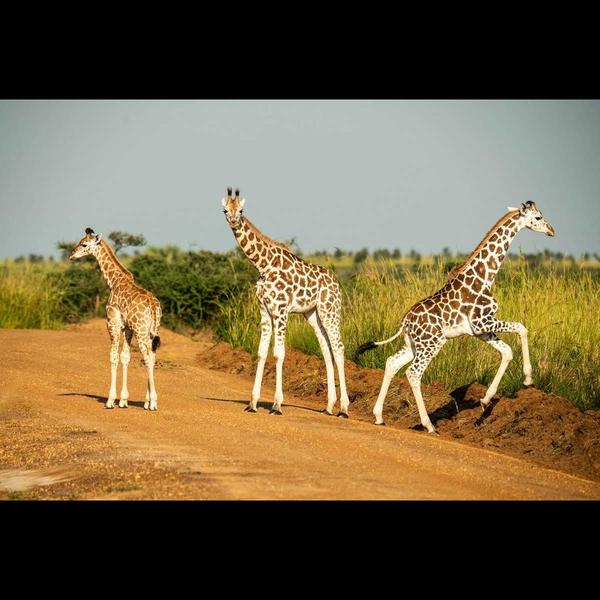 elephant sightings