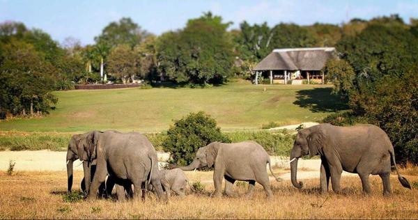 elephant safaris in chobe nati