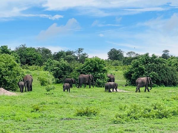 botswana wildlife safari tours
