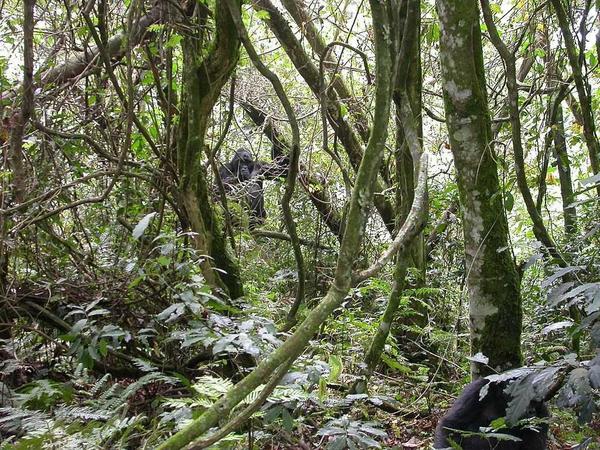 mountain gorillas