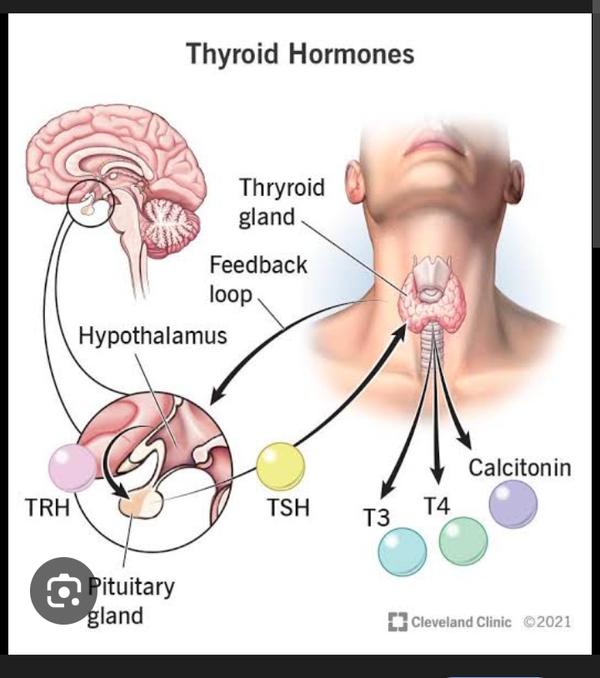 produce essential hormones