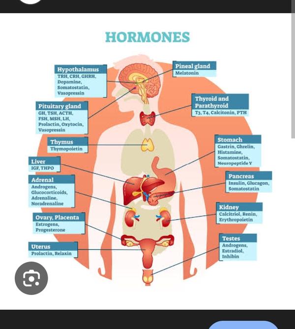 bloodstream hormone targeting