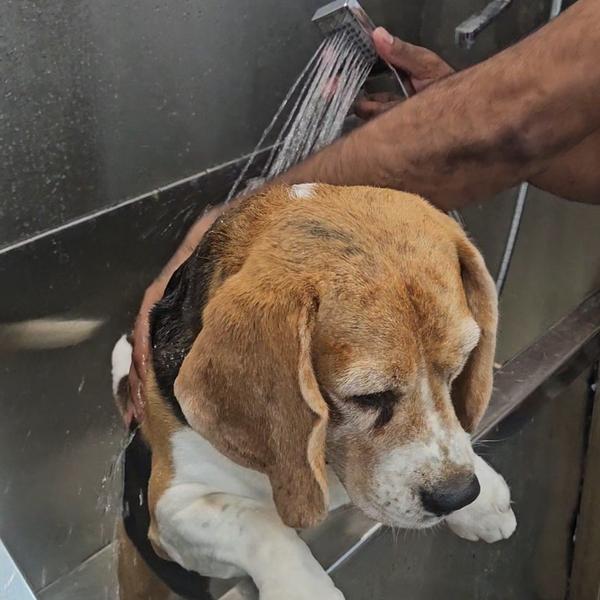 affordable dog boarding noida