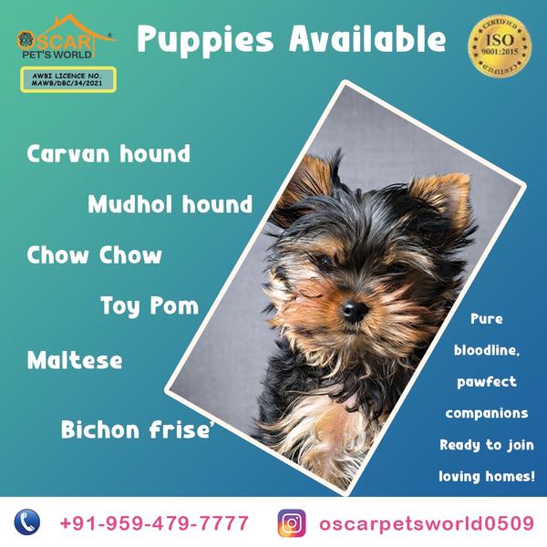 premium rare breed puppies sal