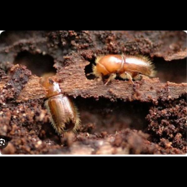 expert woodborer infestation r