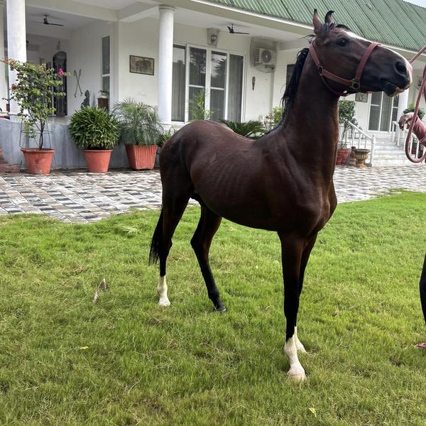 horse riding experiences luxau