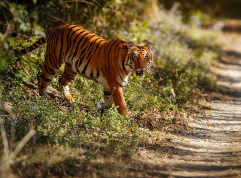 wildlife enthusiasts dream