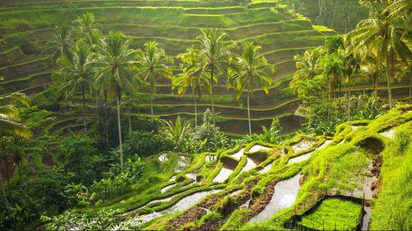 the bali swing