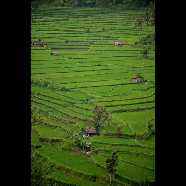 the tegallalang rice terraces