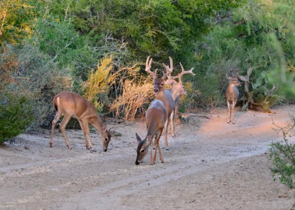 Ranthambore National Park is a
